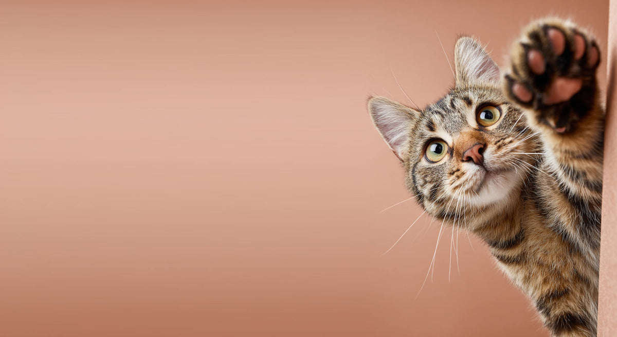 Katze mit einer Pfote ausgestreckt 